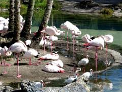 101PARC AUX OISEAUX DANS L AIN 2016 1_000016